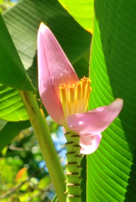 Banana Flower