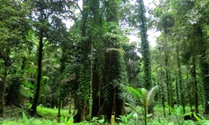 Tropical Forest