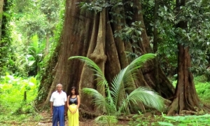 Big Tree - Koh Yao Noi