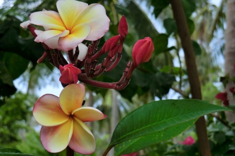 Beautiful Flowers