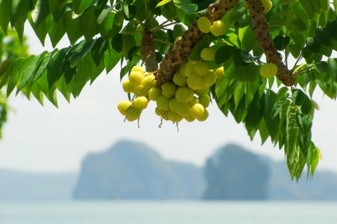 Phang Nga Bay - Fruits on the Rocks