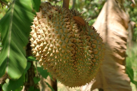 Exotic Durian
