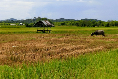 Koh Yao Noi - Agriculture