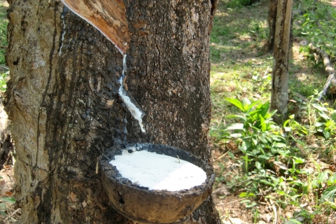 Koh Yao Noi - Rubber Tree