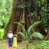 Big Tree - Koh Yao Noi